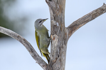 Gey-headed woodpecker (Picus canus) in forest