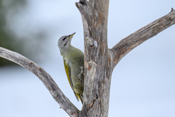 Gey-headed woodpecker (Picus canus) in forest