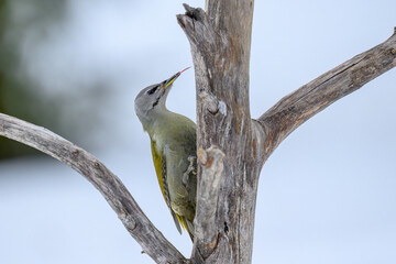 Gey-headed woodpecker (Picus canus) in forest
