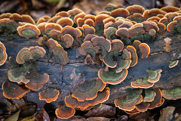 Colorful tree fungus