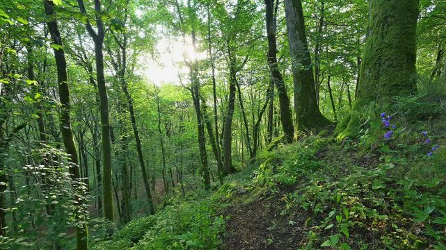 Katzenbuckel, Berg, Wald, Waldkatzenbach, Waldbrunn, Odenwald, Neckar Odenwald Kreis, Baden-W&uuml;rttemberg, Deutschland, Europa