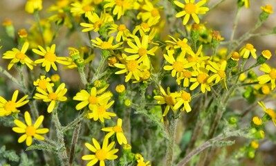Images of wild plants and flowers. Photos of plants with yellow flowers.