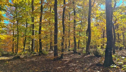 Obraz premium rural areas and landscapes. Autumn season and photos of trees and forests with yellowed leaves.