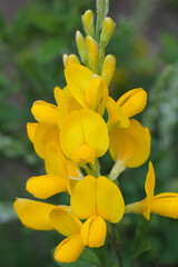Obraz premium Closeup on a yellow flowering dyer's broom or greenweed , Genista tinctoria