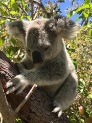 Koala in tree
