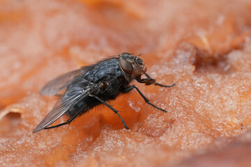 Closeup on a bluebottle fly,  Calliphora vicina feeding on fruit
