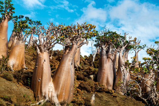 Bottle tree at Socotra Island, Yemen