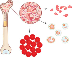 Bone Marrow anatomy vector illustration with red blood cells, white blood cells, and platelets