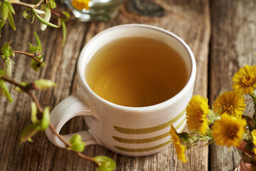 A cup of coltsfoot tea with fresh coltsfoot flowers on a wooden table