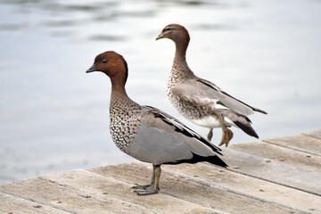 A pair of Australian wood ducks or maned ducks (Chenonetta jubata) walking together  along a lake