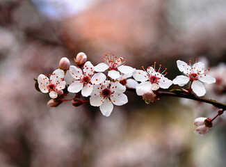 peach tree branch with pink blossoming flowers. soft green blurred background. spring freshness outdoors and beauty in nature concept. fruit production and agriculture theme. close-up view of petals.
