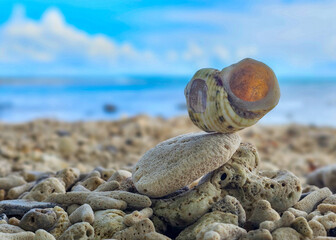 seashells on the beach