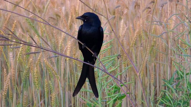 Black drongo is sitting on a branch to hunt prey 4k footage 
