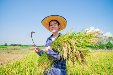Harvesting rice with joyful farmer in lush field agricultural scene bright sunny day