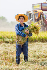 Harvesting rice by young farmer rural field photography agricultural environment ground-level view rural life concept