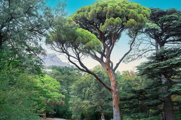 A tree with a trunk that is bent and has a few branches