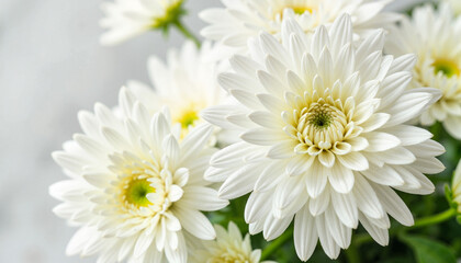 Fototapeta premium Elegant white chrysanthemums adorned with dewdrops, floral beauty