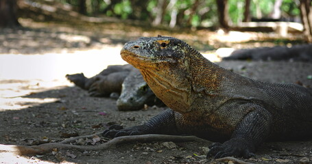 Fototapeta premium Large Komodo dragon resting on the ground in Komodo National Park, Rinca Island, Indonesia, surrounded by lush vegetation and other dragons