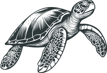 Fototapeta premium Sea turtle illustration in black and white
