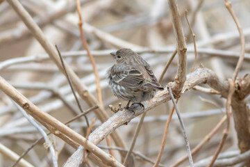 sparrow on a branch