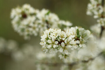 White hawthorn flowers are used in traditional medicine to make sedative tinctures.