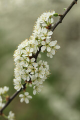A flowering branch of wild hawthorn, which is used in homeopathy.