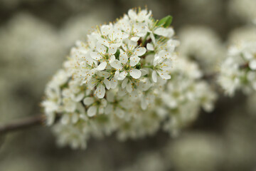 Hawthorn flowers are a raw material for the production of natural sedative medicines.