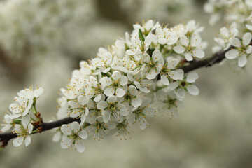 White hawthorn blossom is a raw material for making medicinal tinctures.