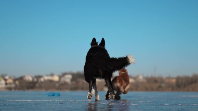 Border Collie playfully whips an octopus toy on icy ground, full of energy and winter excitement.