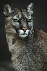 Cougar (Felis Concolor) american puma detail portrait