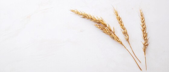 Flat lay of three dried wheat stalks on a white background. the stalks are golden brown in color and appear to be freshly harvested.