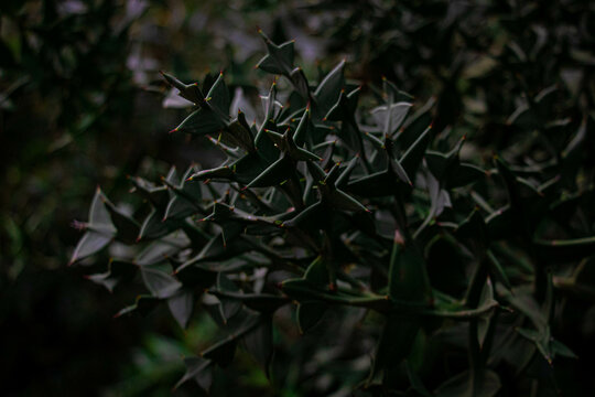 Branch of thorny bush Colletia paradoxa turned to the left in dark tones