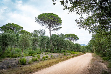 Empty gravel pathway for hiking or biking in a park with lots of bushes and trees in Catalonia, Spain