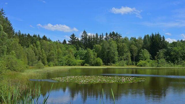 M&uuml;lbenersee, See, Seerosen, Wald, Wolken Himmel, Sommer, M&uuml;lben, Waldbrunn, Neckar Odenwald Kreis, Baden-W&uuml;rttemberg
