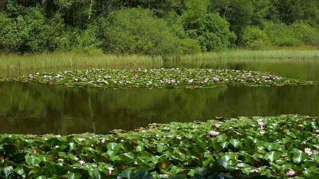M&uuml;lbenersee, See, Seerosen, Sommer, M&uuml;lben, Waldbrunn, Neckar Odenwald Kreis, Baden-W&uuml;rttemberg