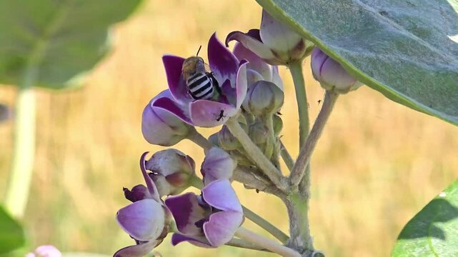 Bee sucking nectar from Calotropis procera flowers 240fps slow motion footage