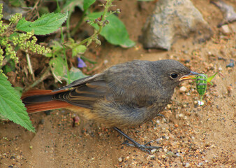Redstart Diet. Redstart bird eats a grasshopper, close up.