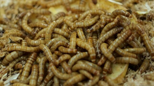worms on a pile