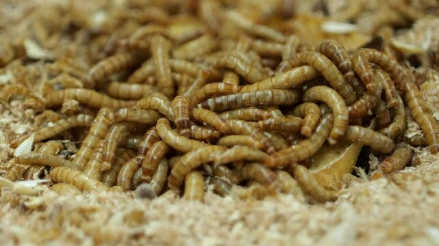 worms on a pile
