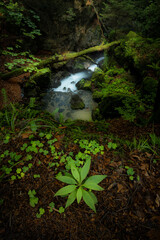 Nýznerovské vodopády. Beautiful misty waterfall after rain in Jeseníky mountains. Epic river, green forest, stones, rocks, flowers, leaves. Premium landscape from pure nature, Czech Republic