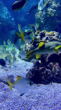 Arabian angelfish swim in water in aquarium. Asfur angelfish swim fast in ocean. Blue and yellow fish.