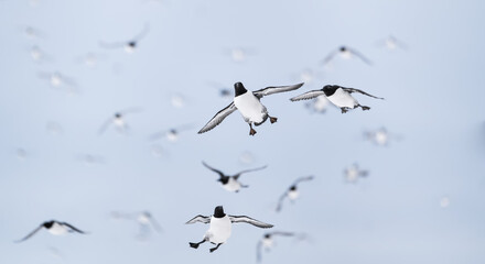common murre bird  flying in a large flock