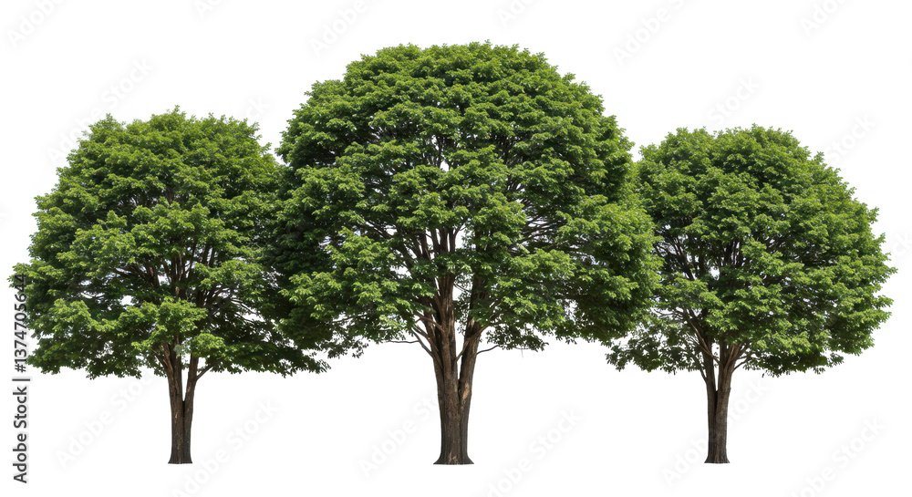 Poster three trees with green foliage standing side by side isolated on a black background image view