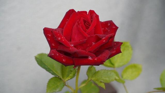 Rose et feuilles de rose