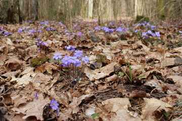 Spring flowers in the forest