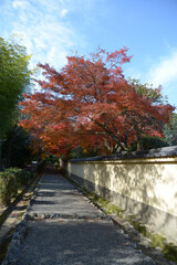 秋の嵯峨野　後亀山天皇陵参道の紅葉　京都市右京区