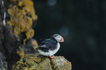 Atlantic puffin perched on mossy cliff at Latrabjarg, Westfjords, Iceland...