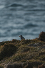 Atlantic Puffin resting on grassy cliff at Latrabjarg, Westfjords, Iceland...