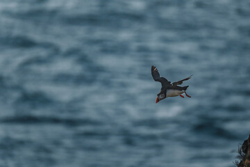 Atlantic puffin gliding over the ocean at Latrabjarg cliffs, Iceland...