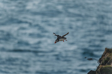 Atlantic puffin gliding over the ocean at Latrabjarg cliffs, Iceland...